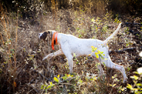 Quail Hunt - Willowin Plantation, Georgia