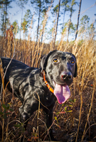 Quail Hunt - Willowin Plantation, Georgia