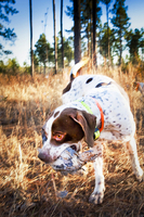 Quail Hunt - Willowin Plantation, Georgia