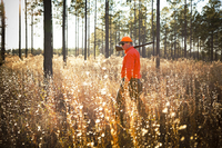 Quail Hunt - Willowin Plantation, Georgia