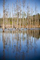 Quail Hunt - Willowin Plantation, Georgia